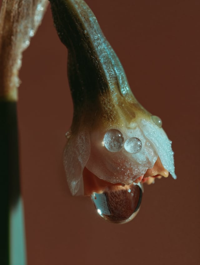 Macro shot of a drooping bud with tiny water beads against a rust-red background