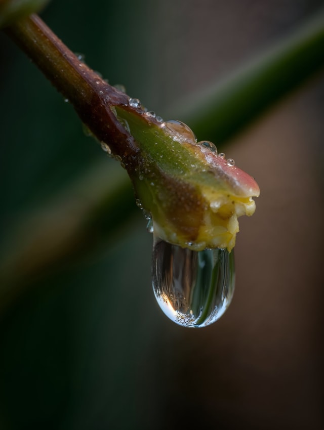 Macro shot of a plant tip with a clear water drop against a dark green background