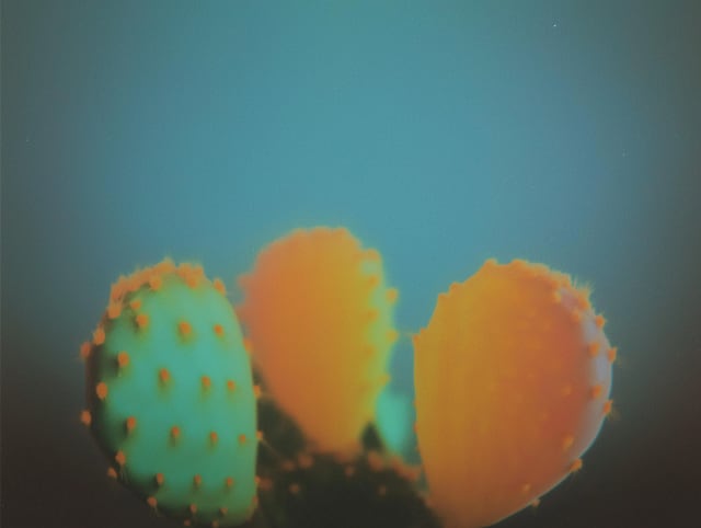 Three cactus pads in teal and orange against a soft blue background