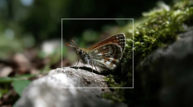 Brown butterfly on a mossy rock, marked with a thin white square