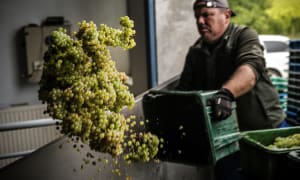 Hungarian Wines
