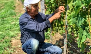 Somló winemakers