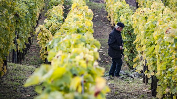 imre-gyorgykovacs-somlo-winemaker-2