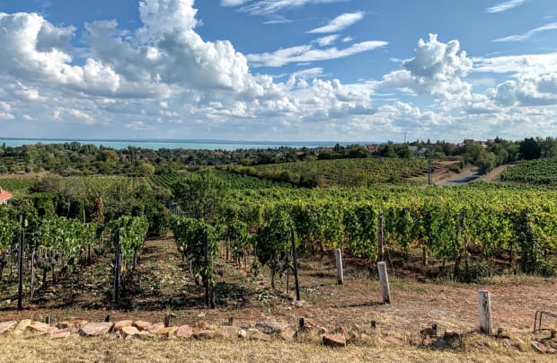 vineyards-in-csopak