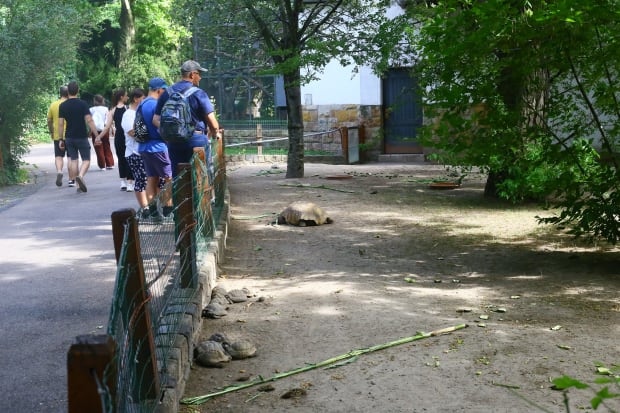 budapest zoo turtles