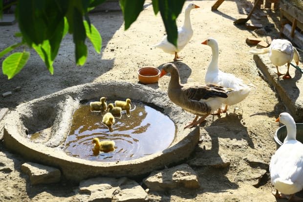 keszthely museum of agriculture model farm geese