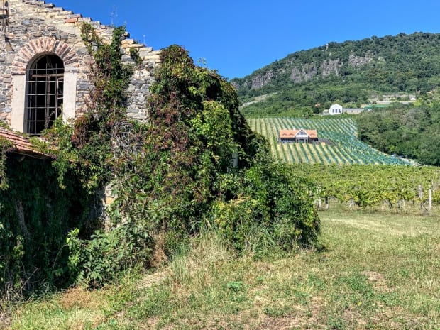 old-and-new-wineries-badacsony