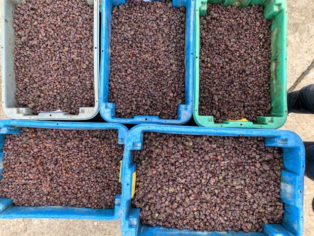 buckets of aszu grapes tokaj