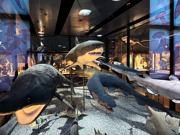museum of natural history vienna sharks