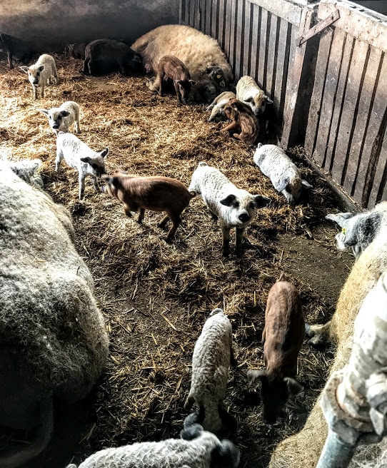 mangalitsa-piglets-hungary