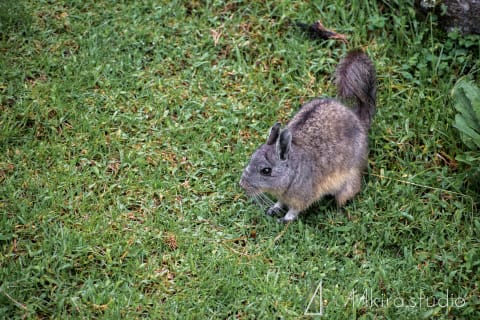 peru photos