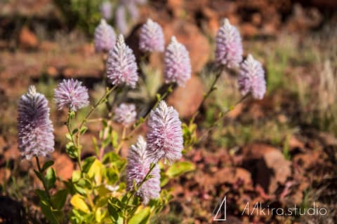 uluru photos