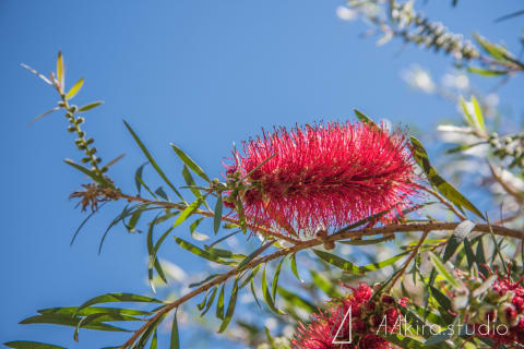 uluru photos