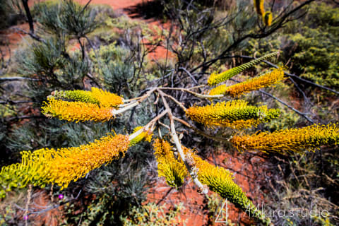 uluru photos