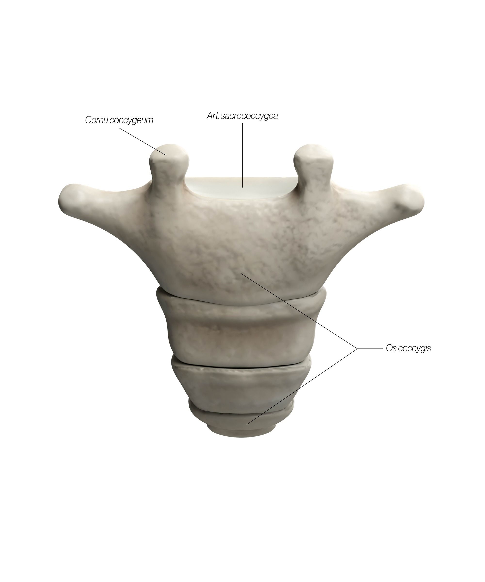 coccyx_dorsal_jbelzs.jpg