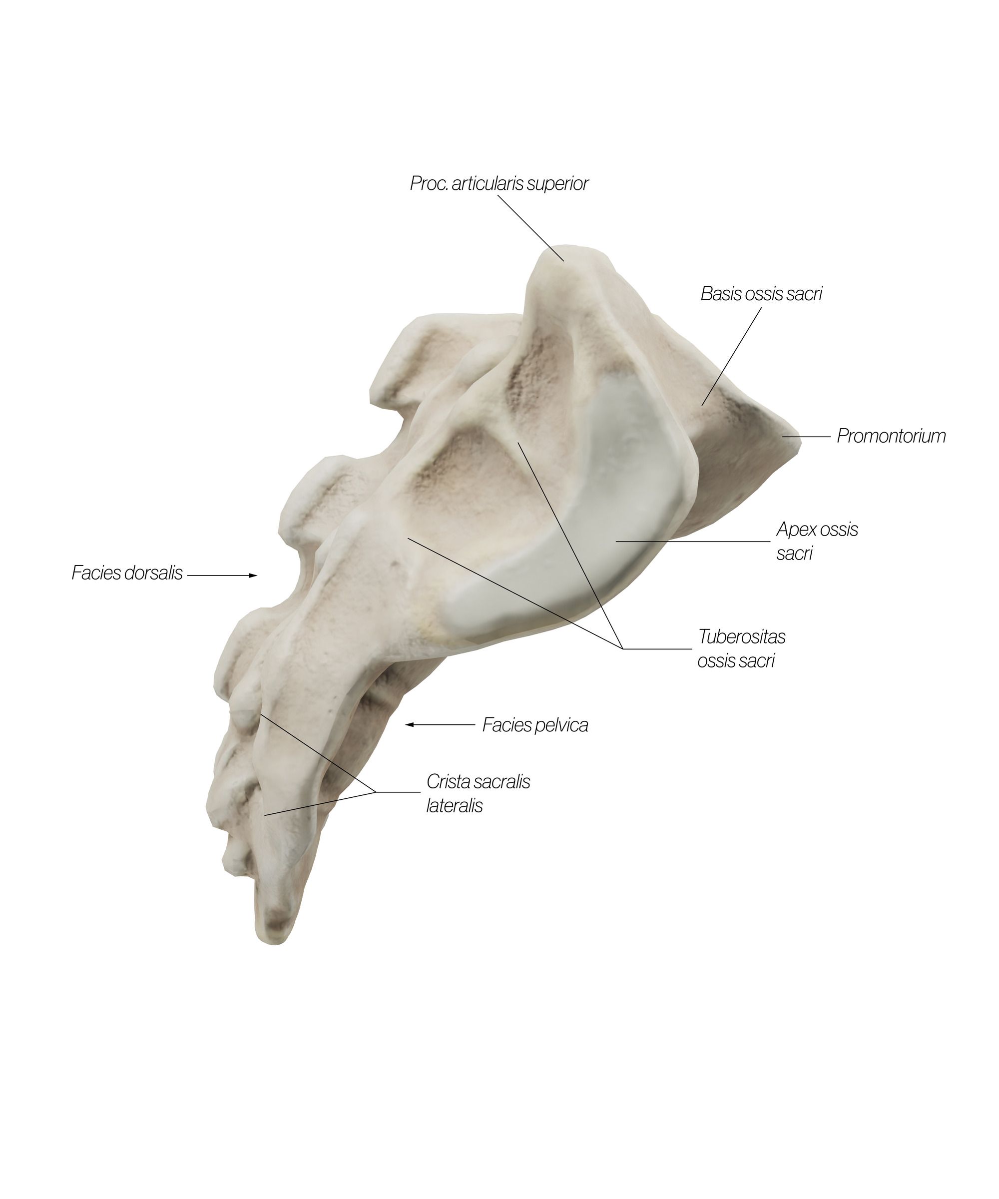 Sacrum_Lateral_pyp3rh.jpg