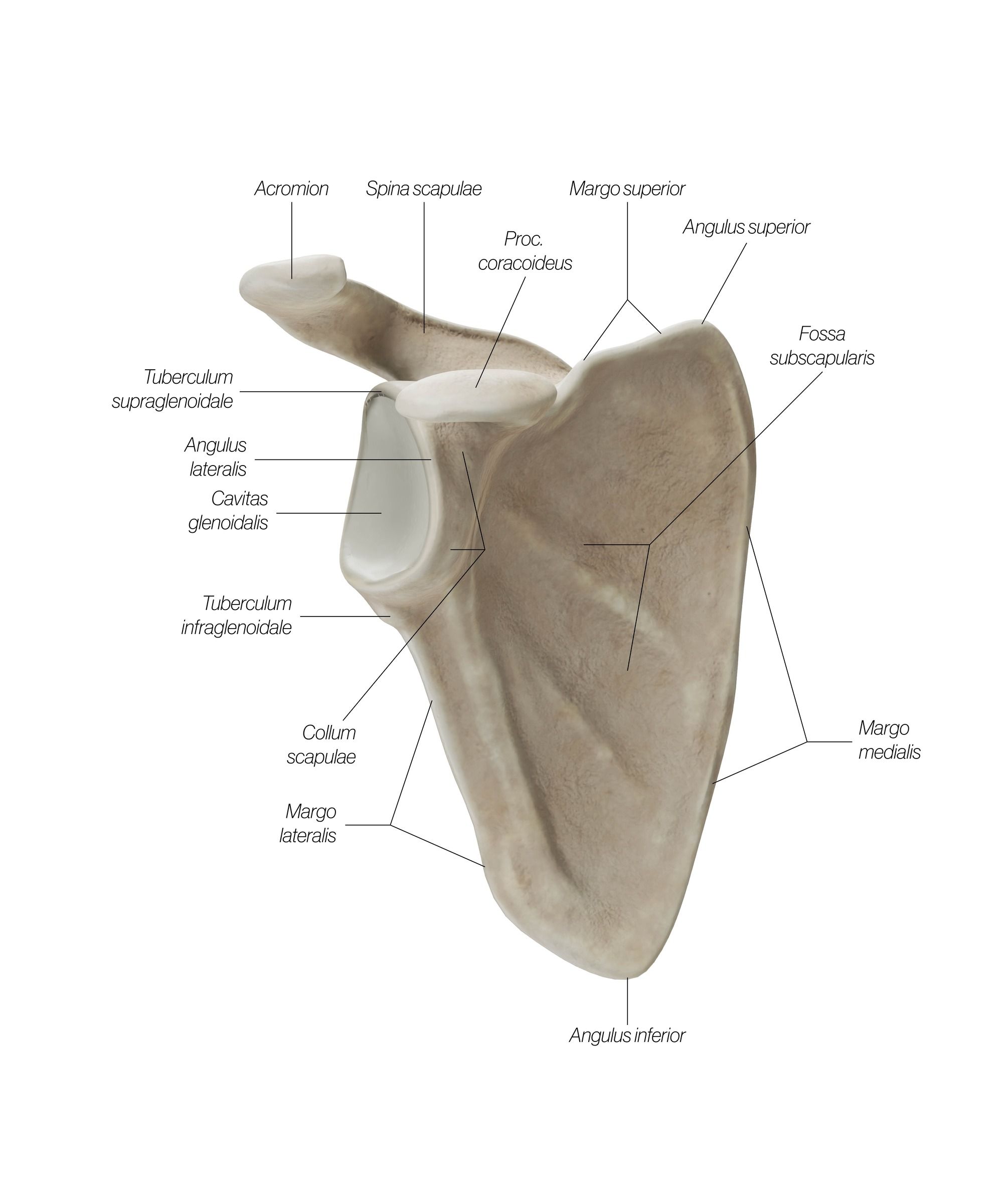 scapula_front_rtu244.jpg