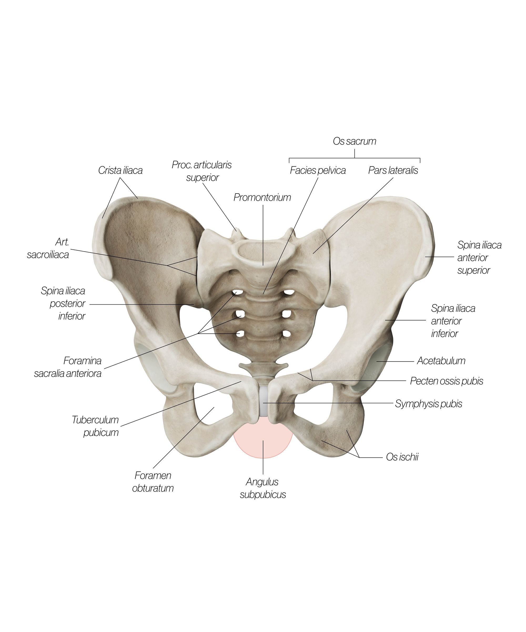 pelvic_girdle_front_wvjaou.jpg