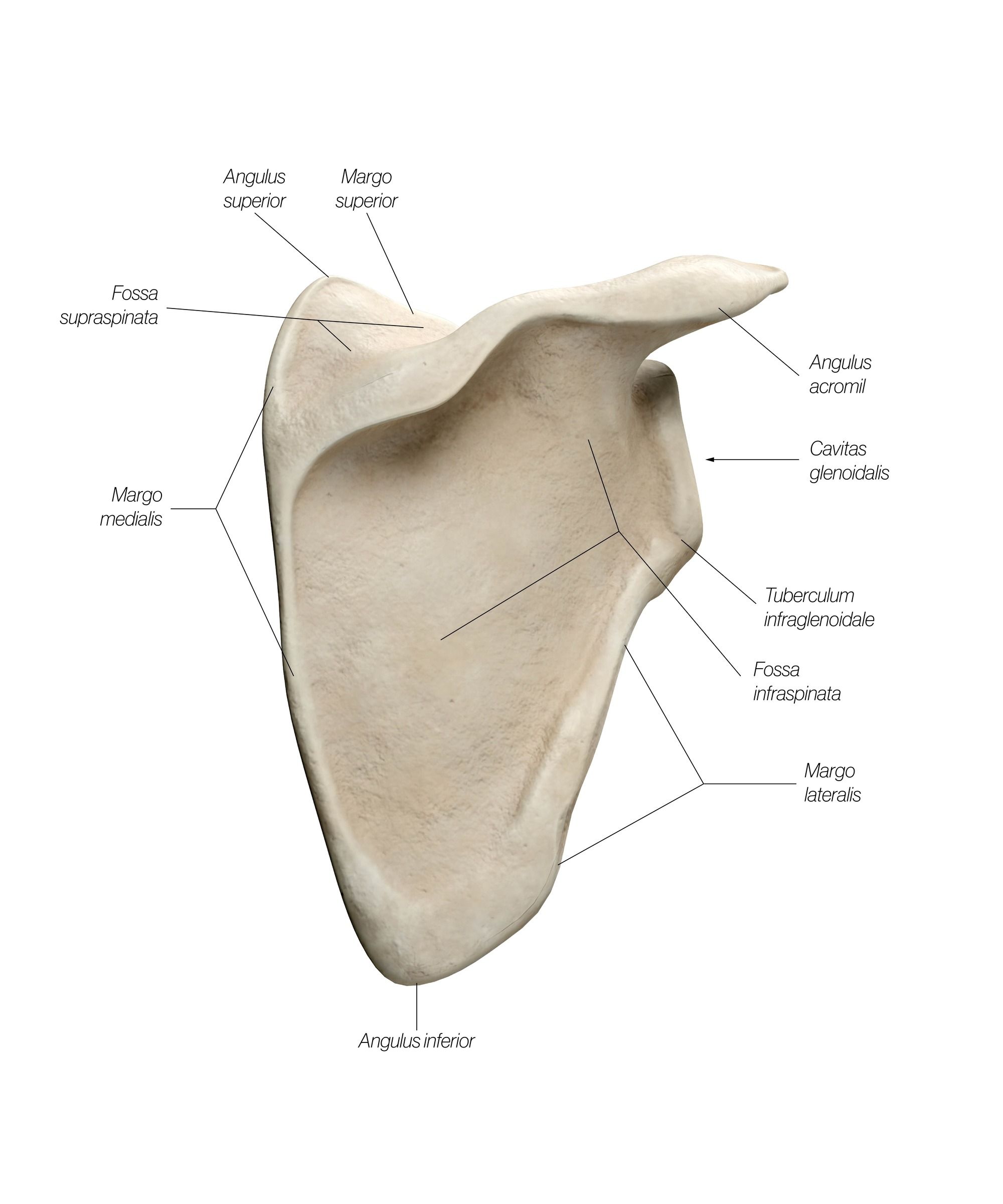 scapula_dorsal_oyij4c.jpg