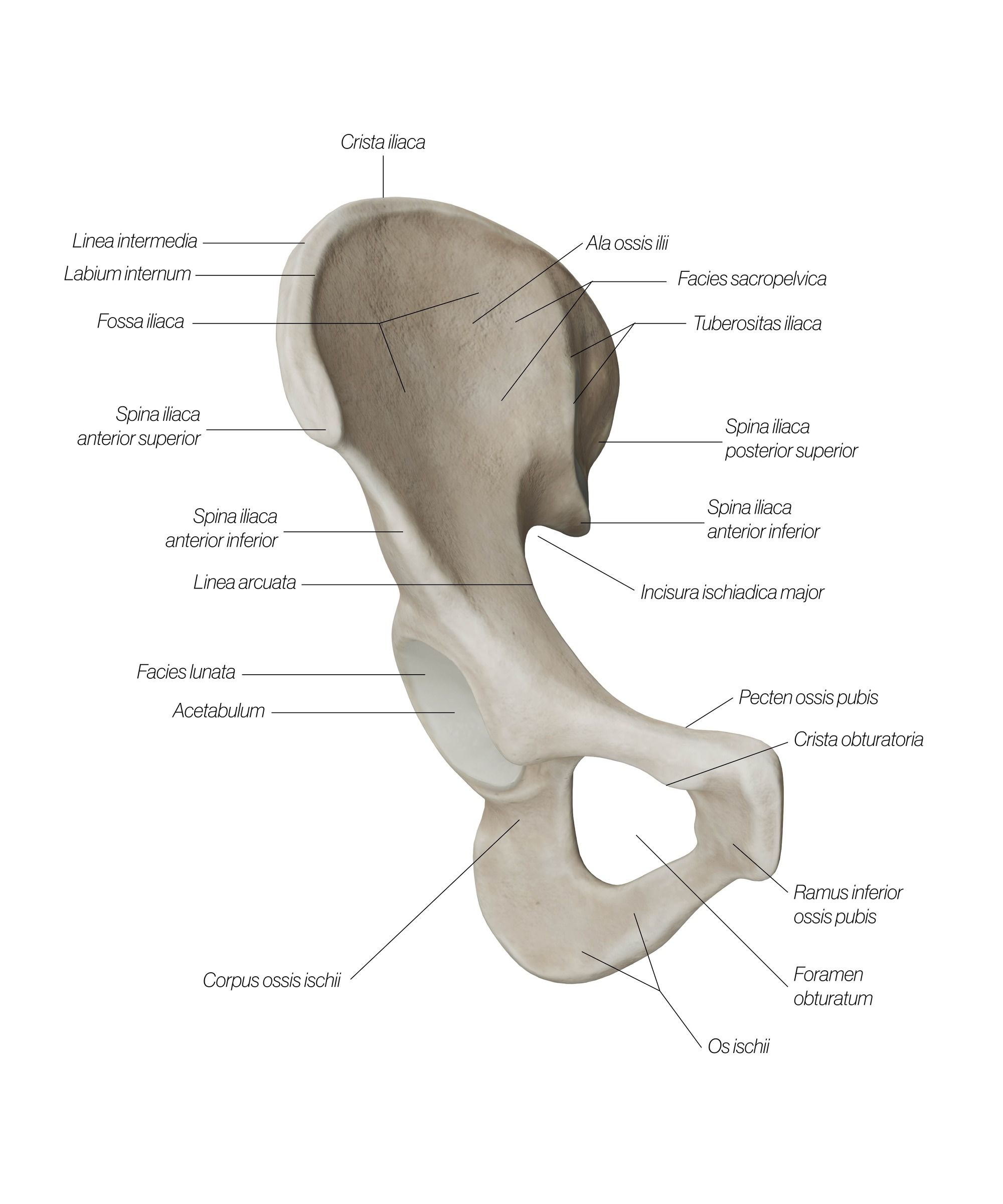 pelvis_frontal_legbs4.jpg