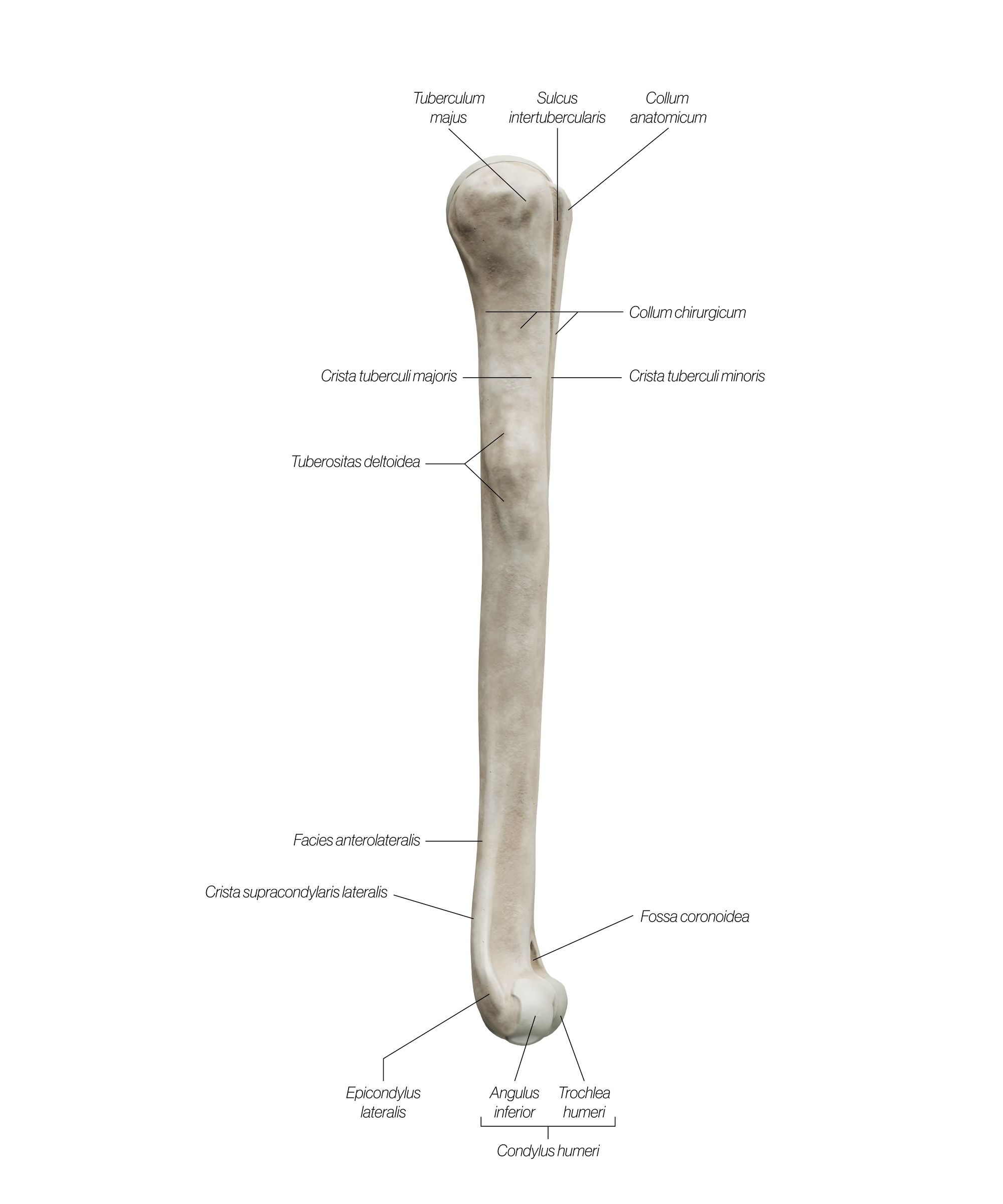 humerus_lateral_fcgh4z.jpg