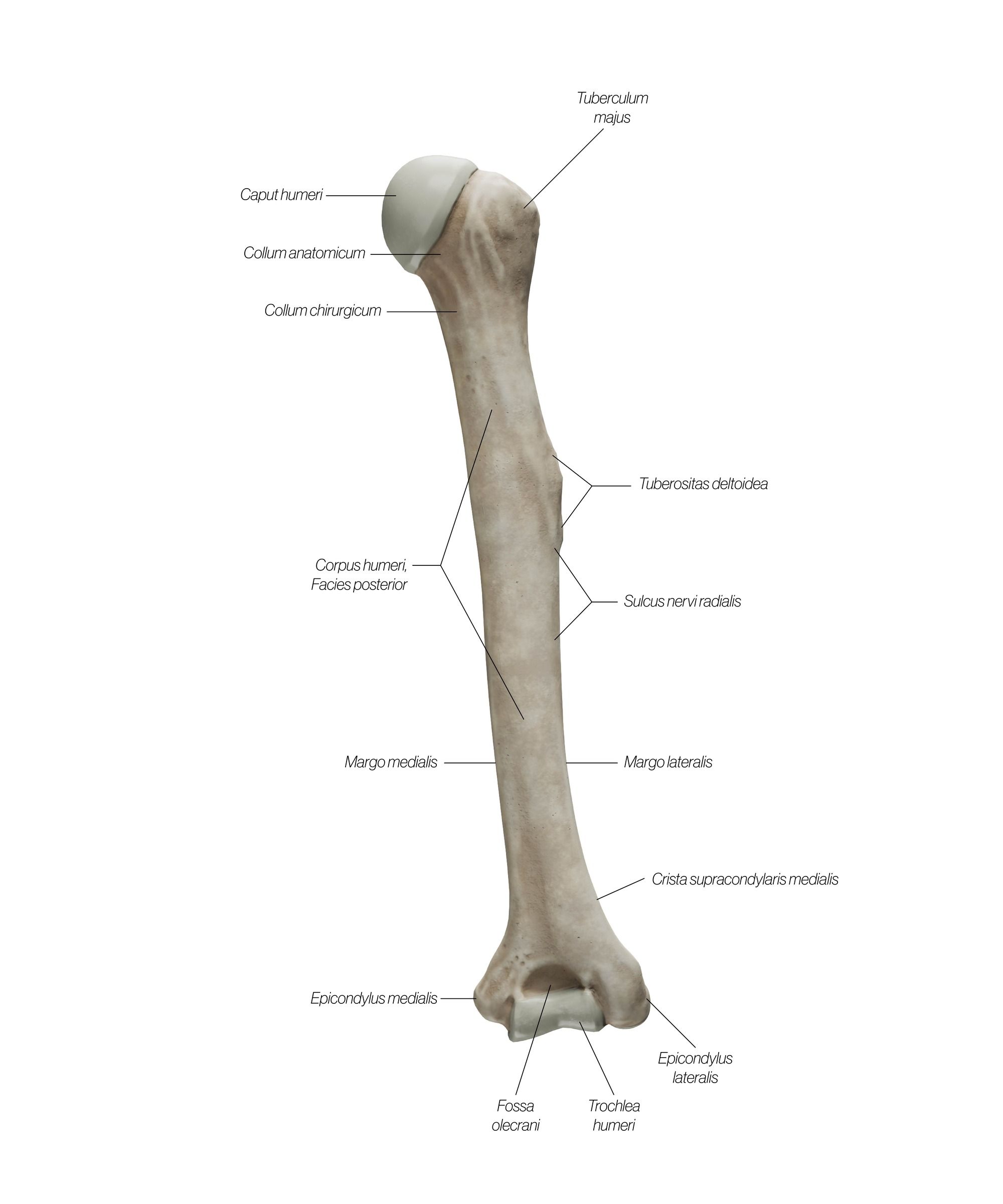 humerus_dorsal_t49zvh.jpg