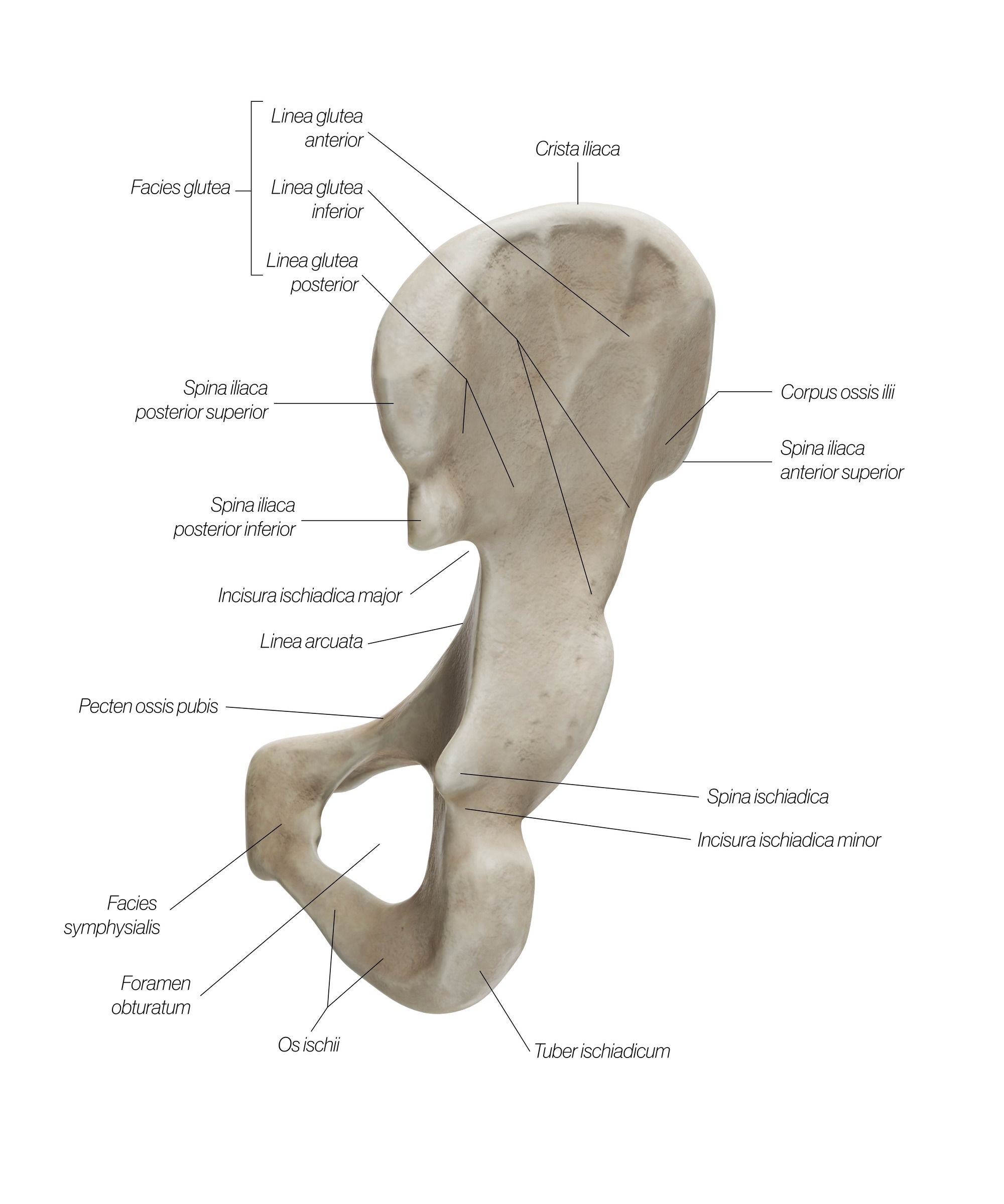 pelvis_dorsal_qik537.jpg