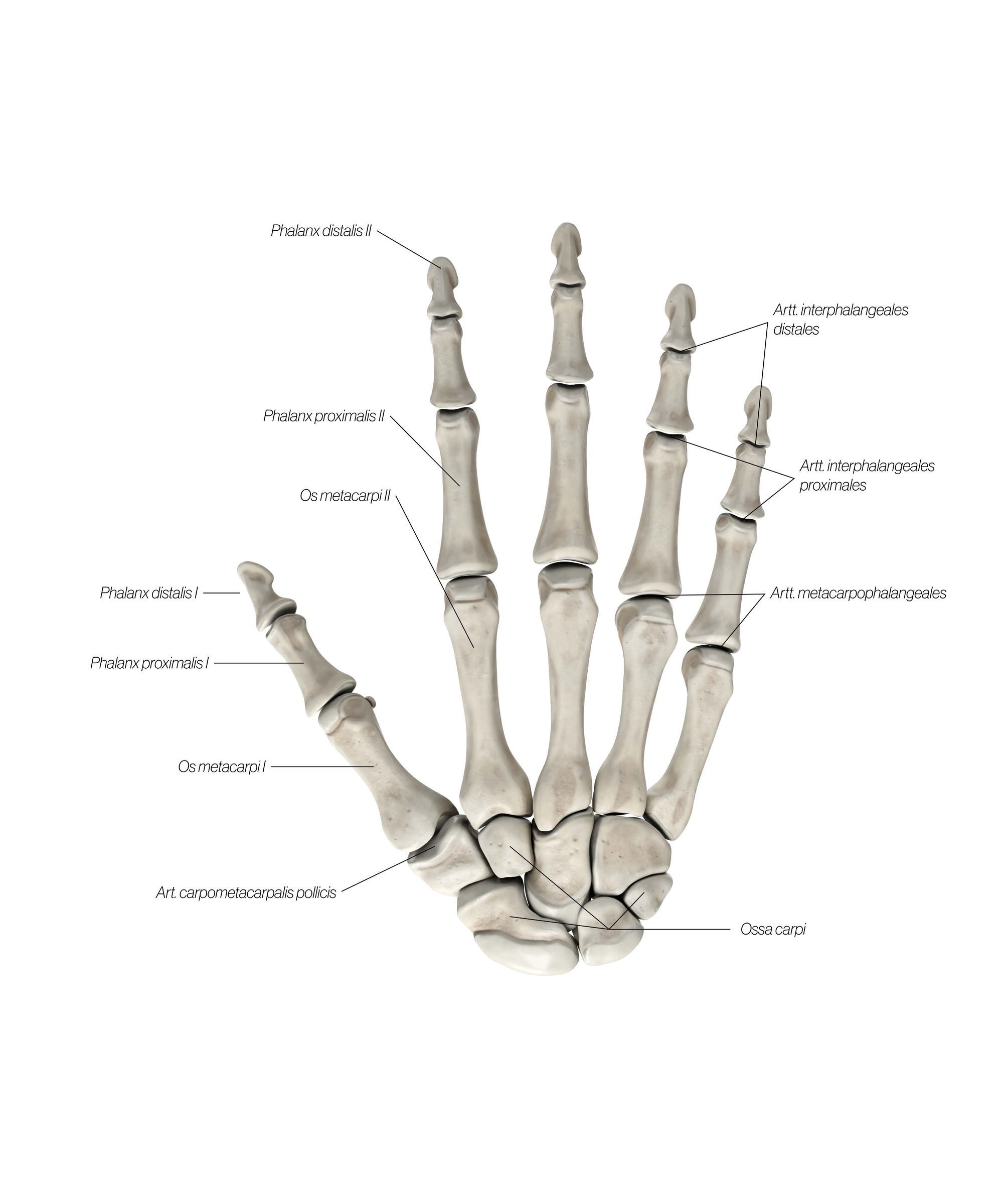 hand_dorsal_2_hdjcmd.jpg