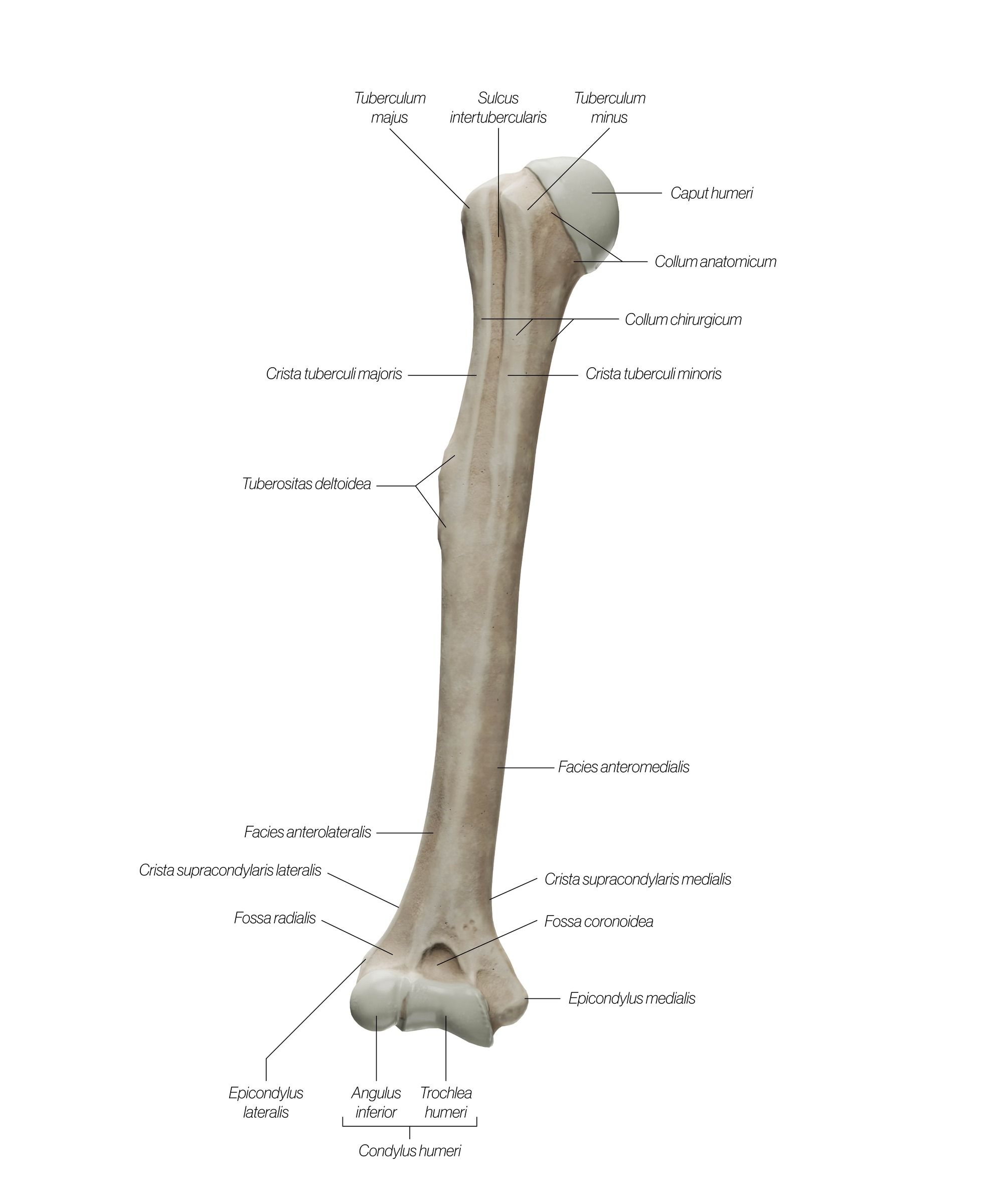 humerus_frontal_wsvbwv.jpg