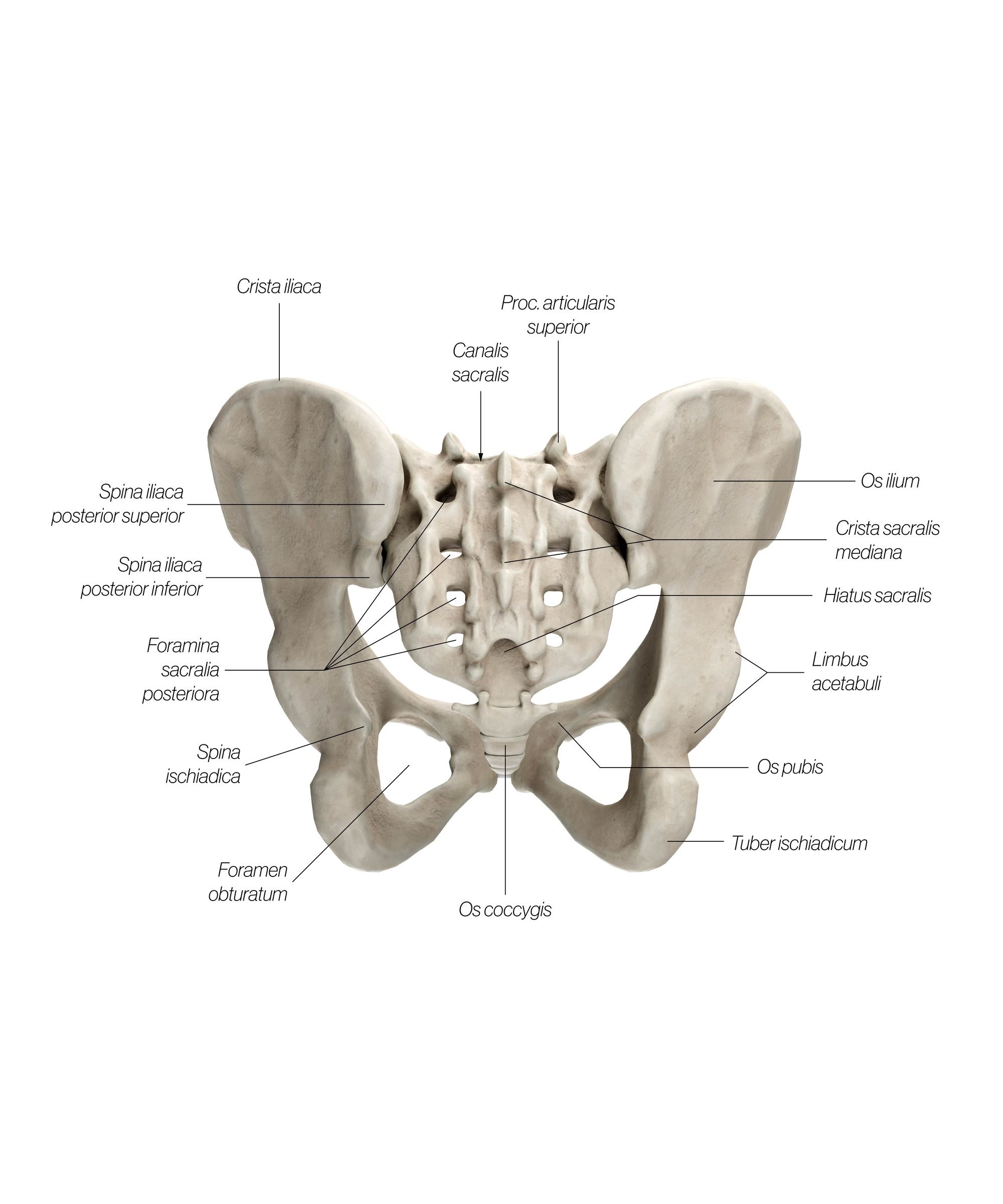 pelvic_girdle_dorsal_o4fq7m.jpg