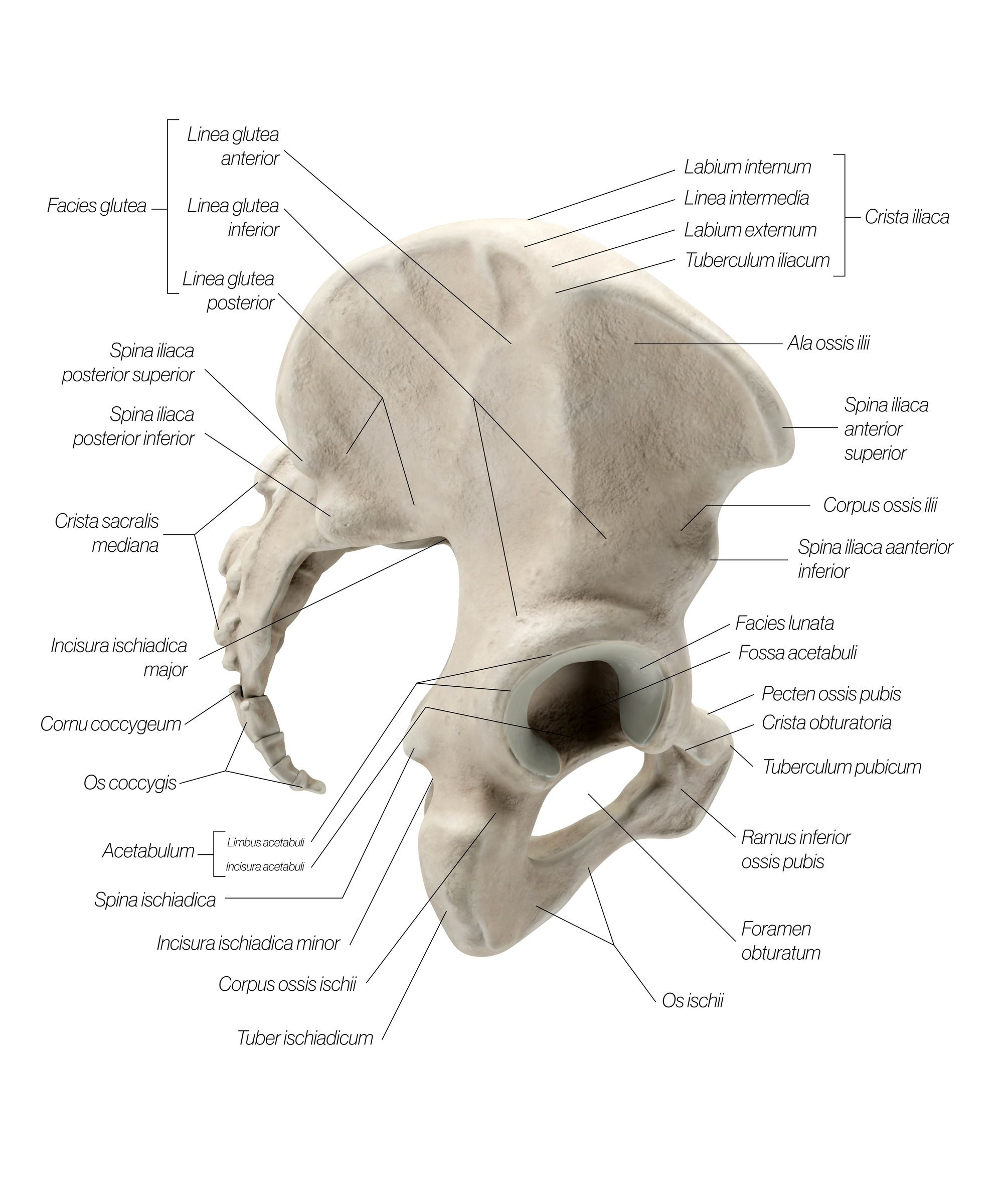 pelvic_girdle_lateral_jlqc9d.jpg