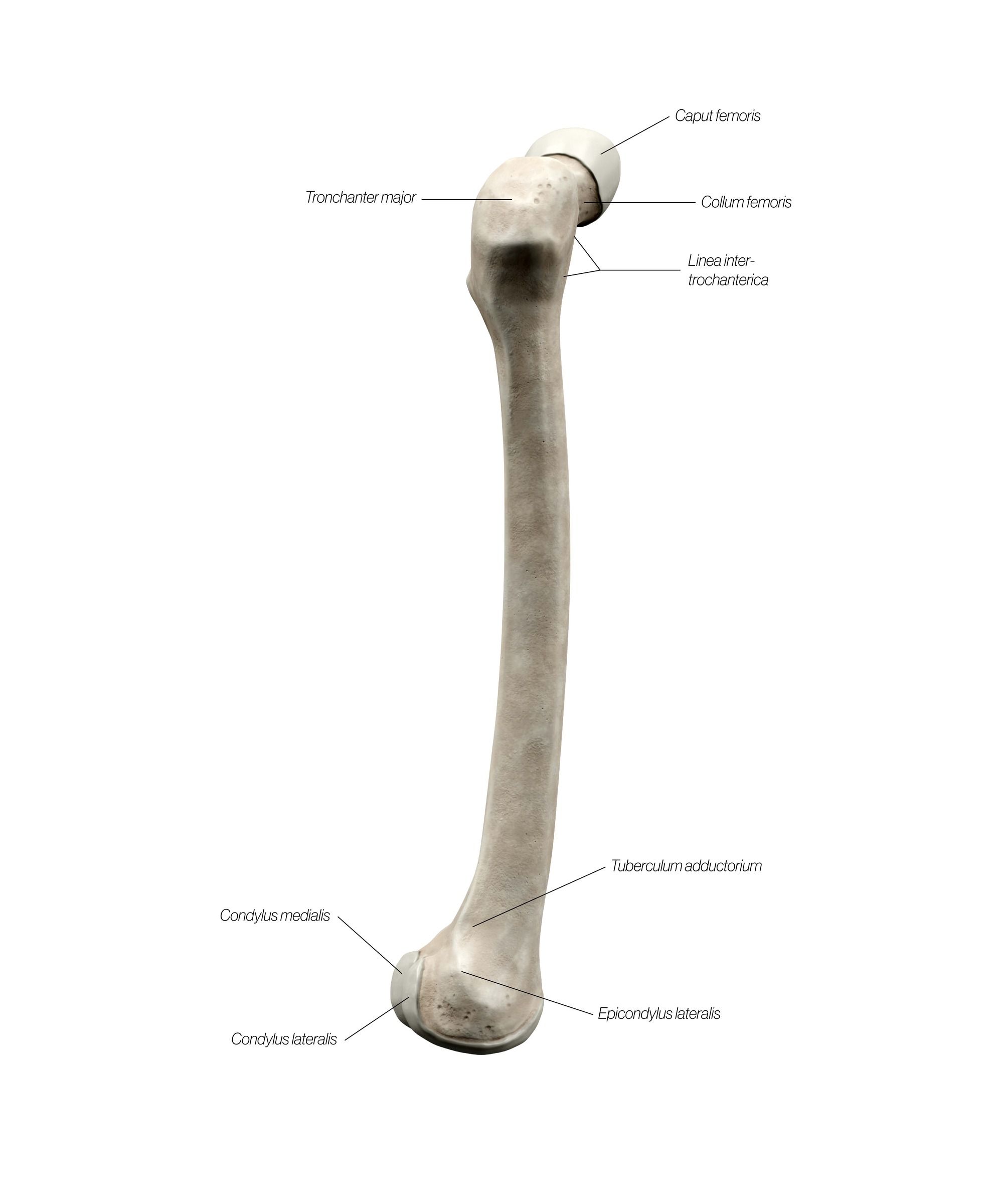 femur_lateral_zxxrnv.jpg