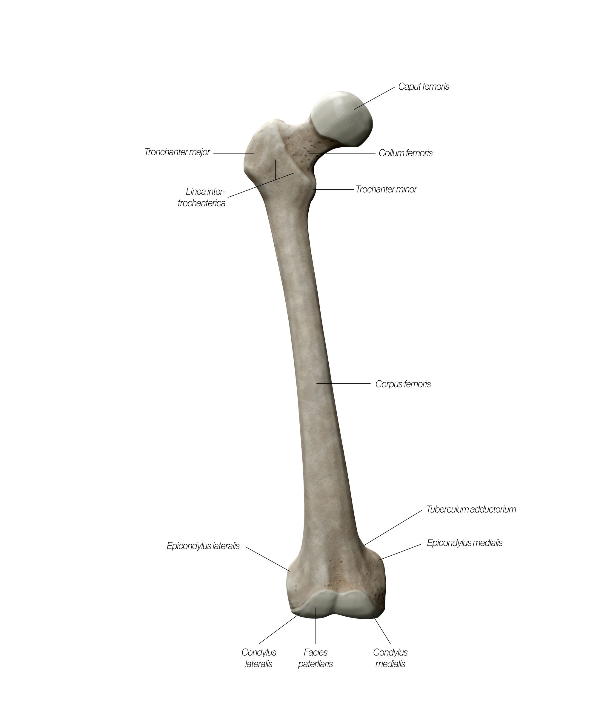 Femur_Frontal_Updated_hiqrwl.jpg