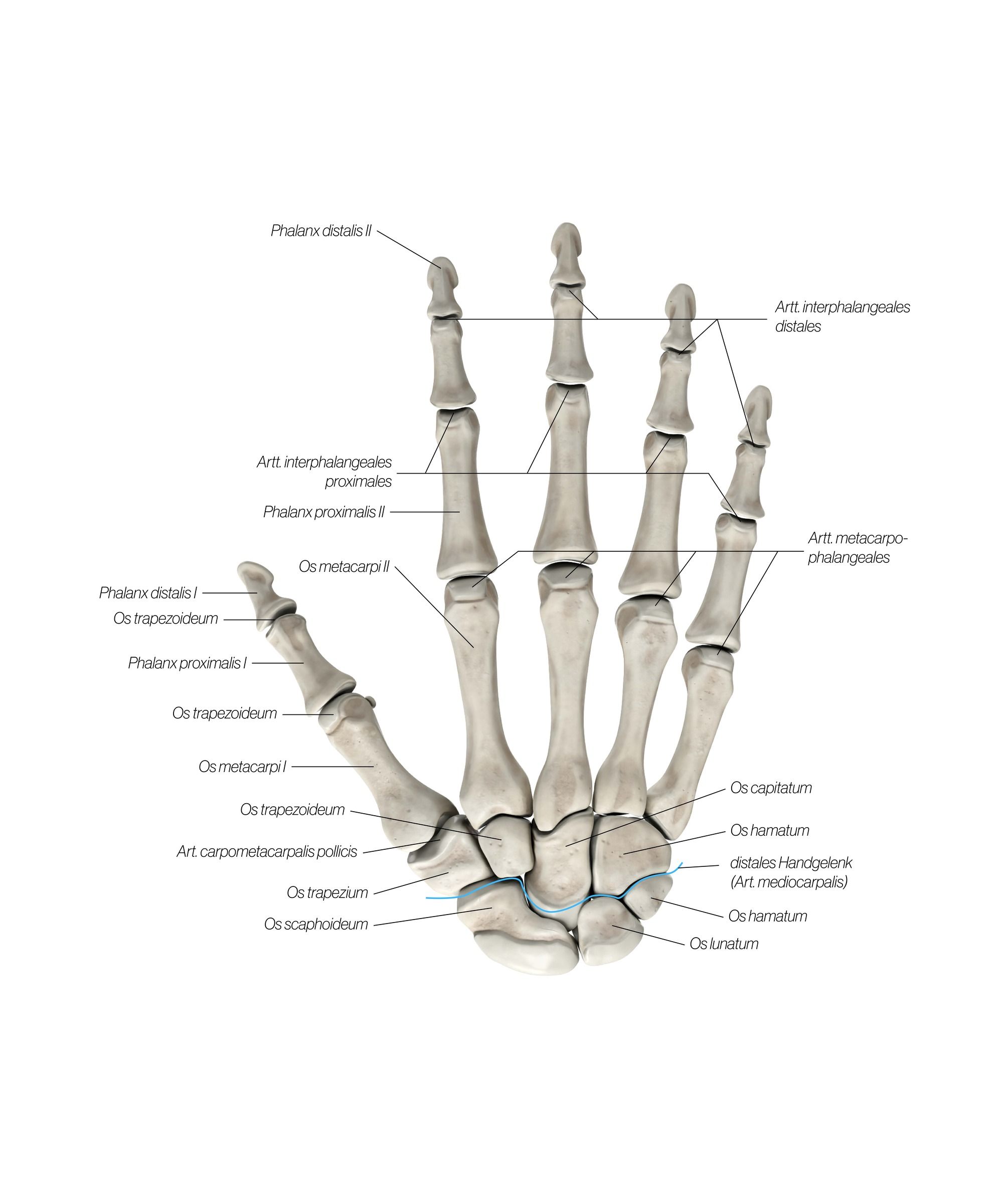 hand_dorsal_1_avom5g.jpg