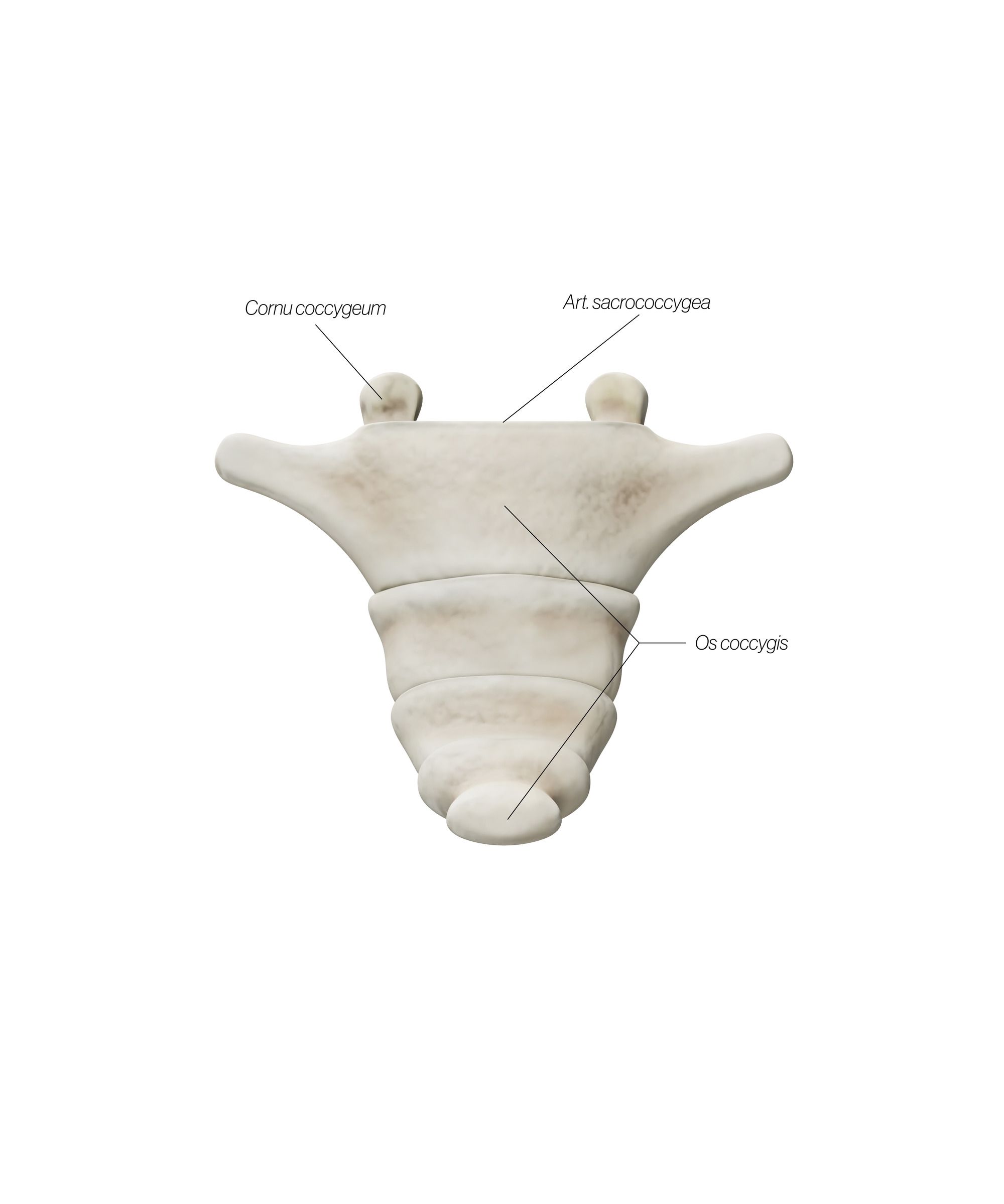 Coccyx_Anterior_h799aj.jpg