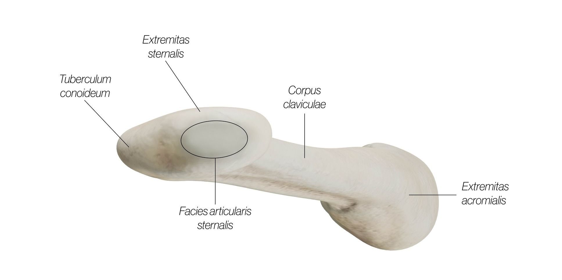 clavicle_lateral_sm5aqi.jpg