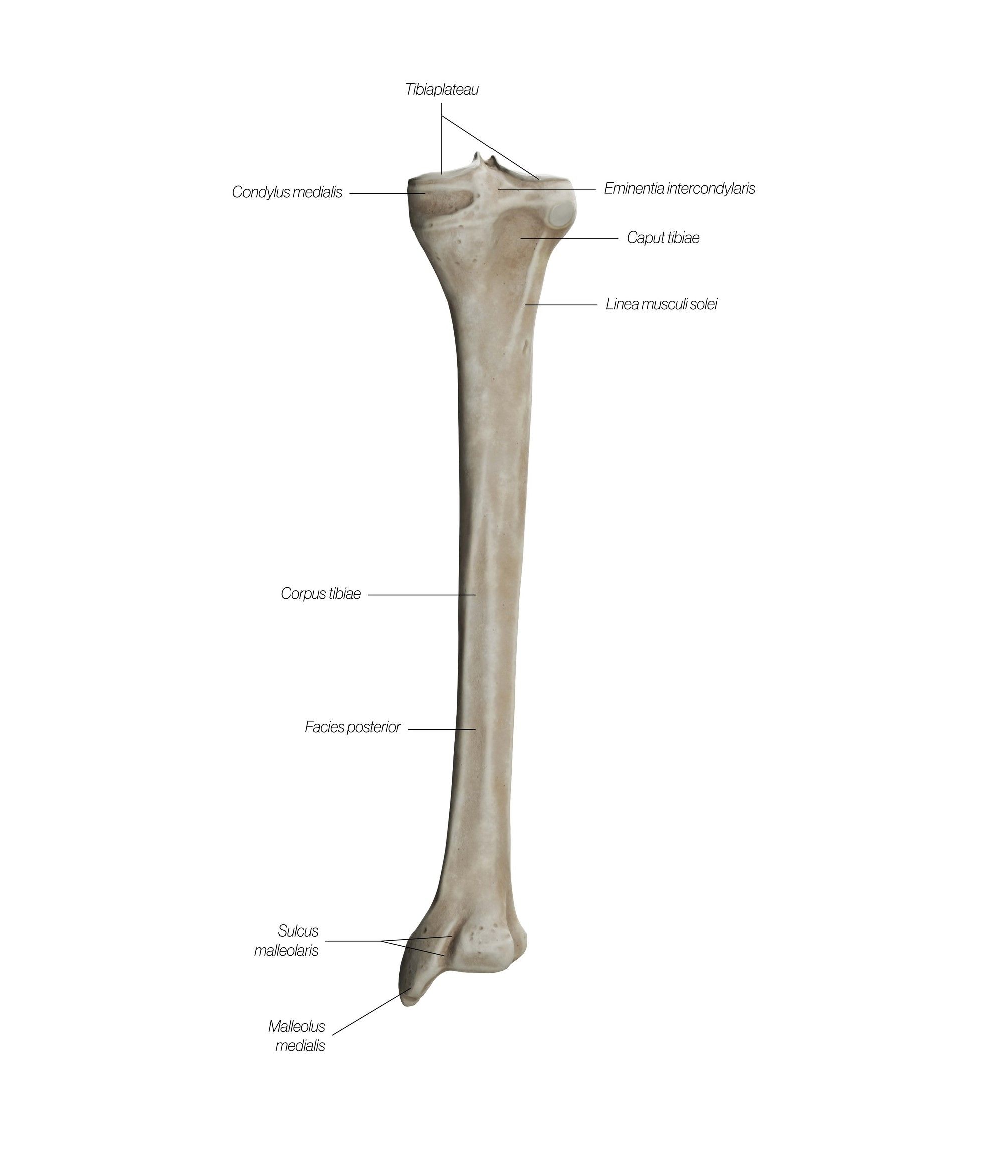 tibia_dorsal_sahwr6.jpg