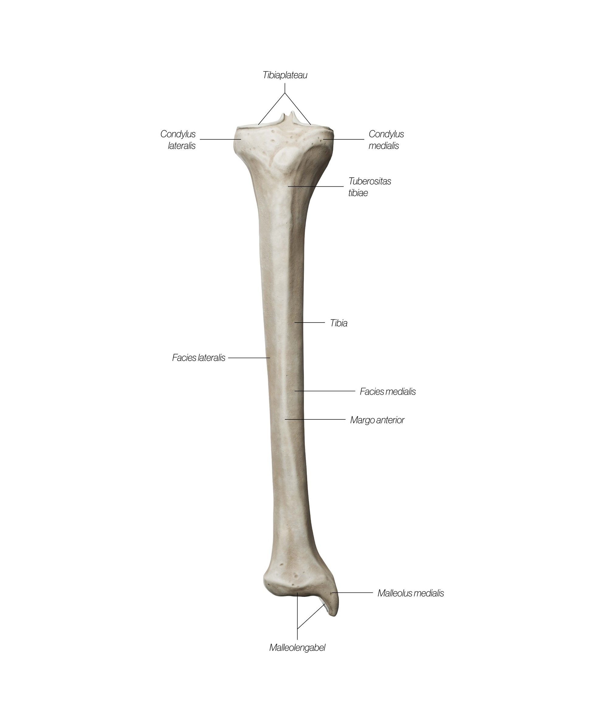 tibia_frontal_gbitx0.jpg