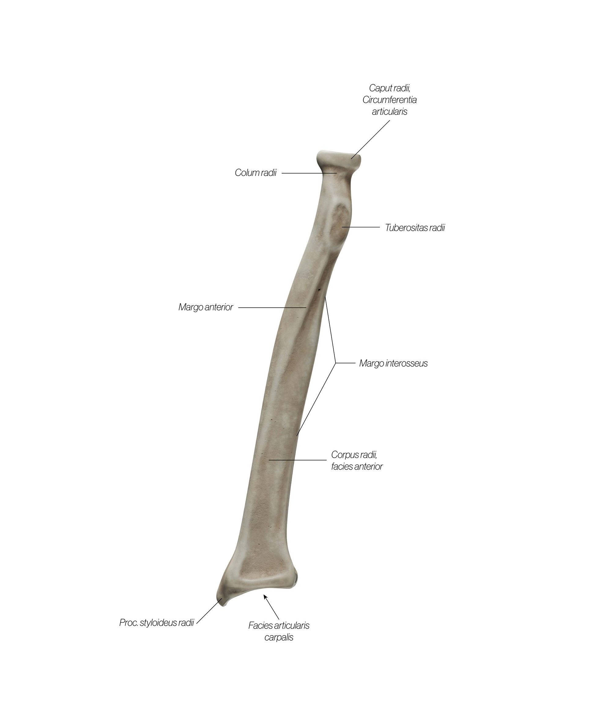 radius_frontal_javzzo.jpg