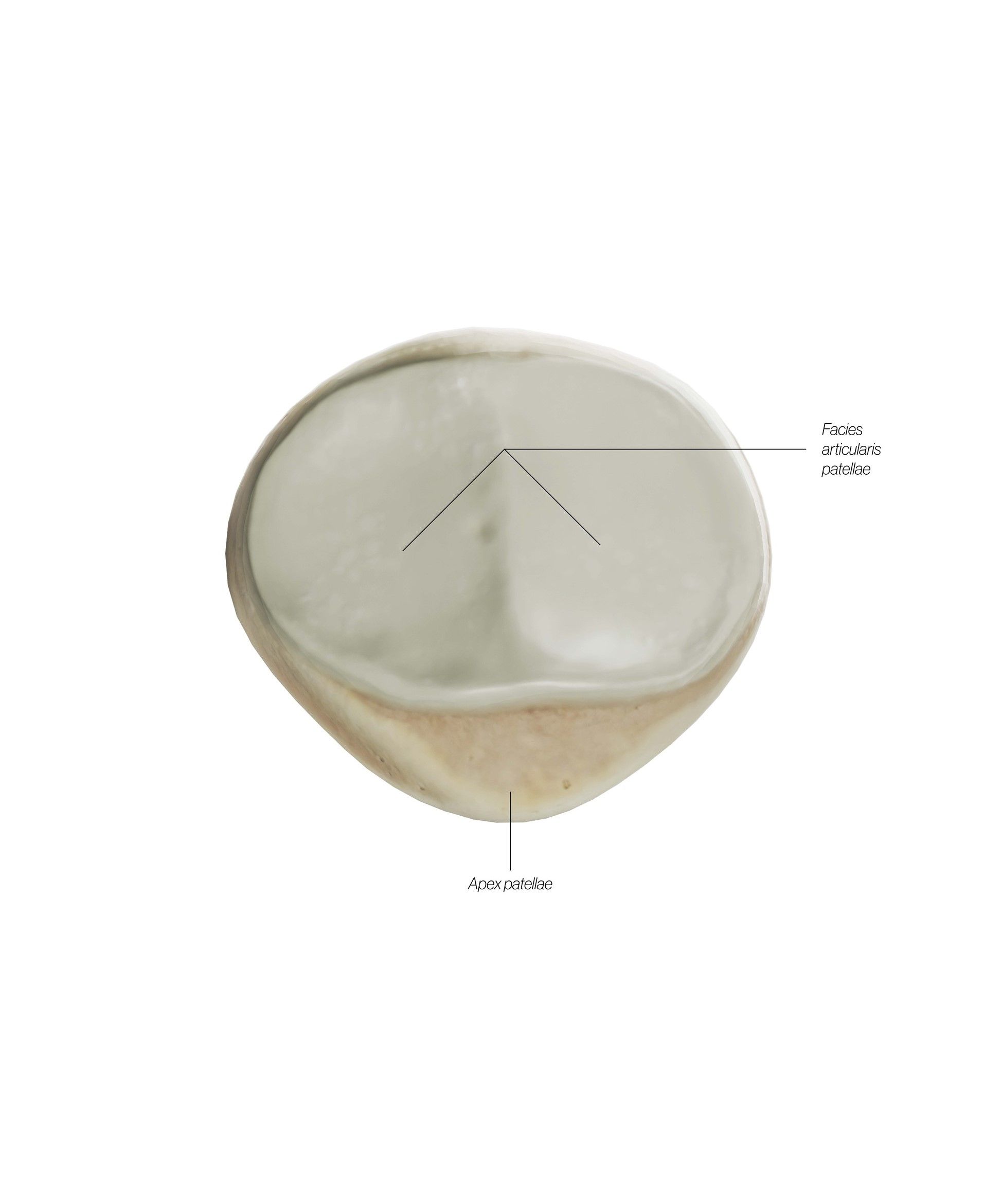 patella_dorsal_pfjxae.jpg