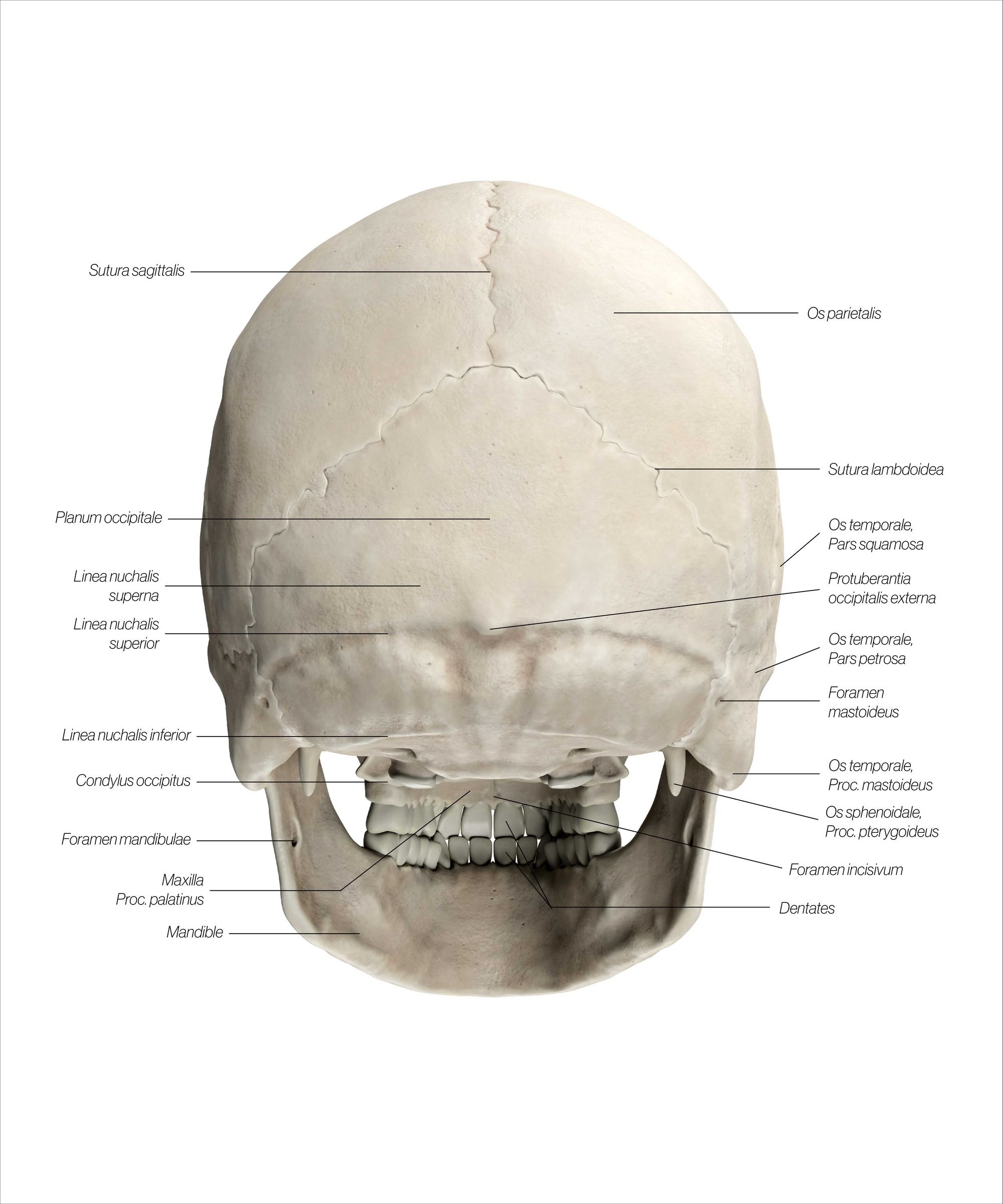 skull_posterior_ockvfr.jpg