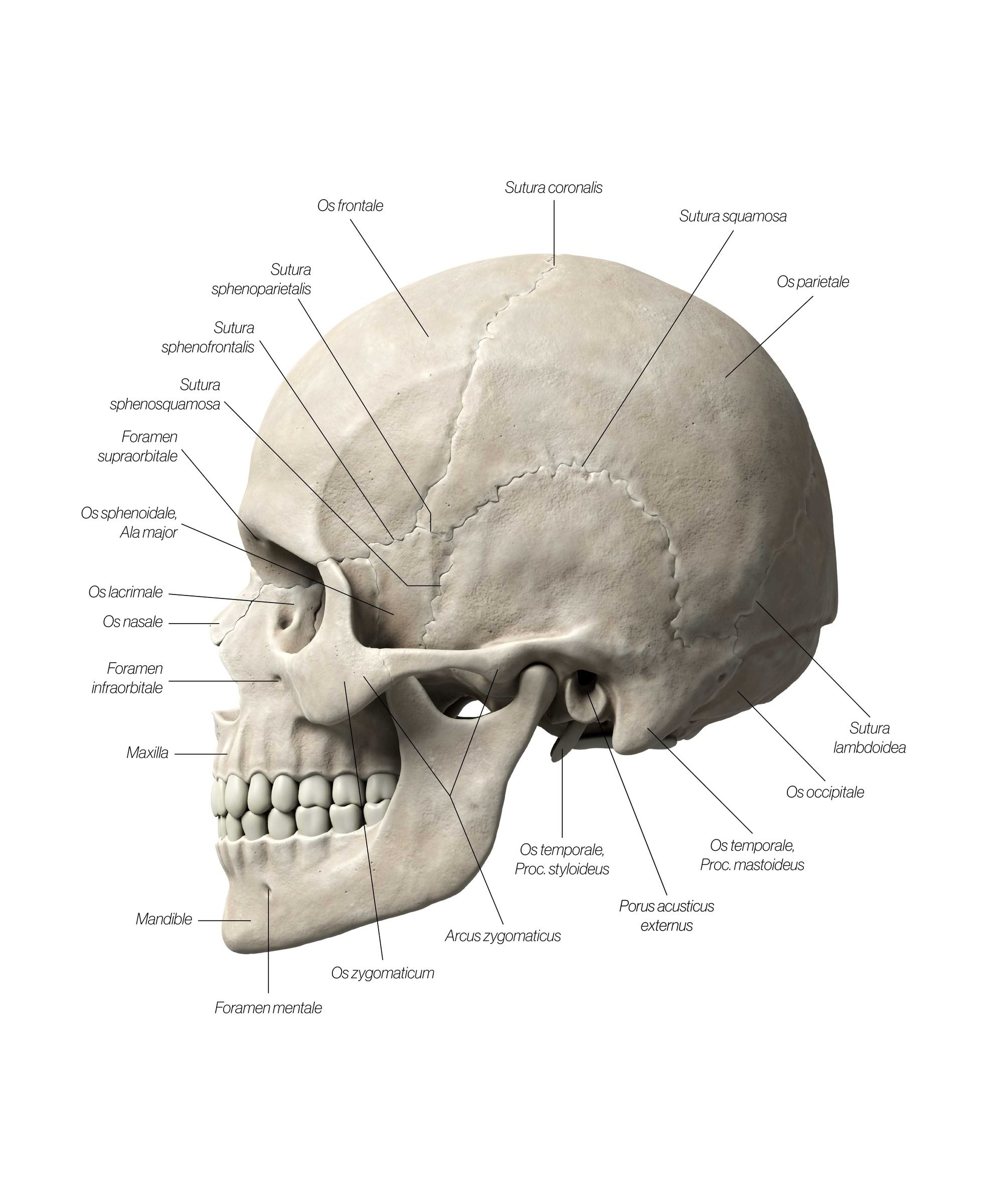 skull_side_zafld5.jpg