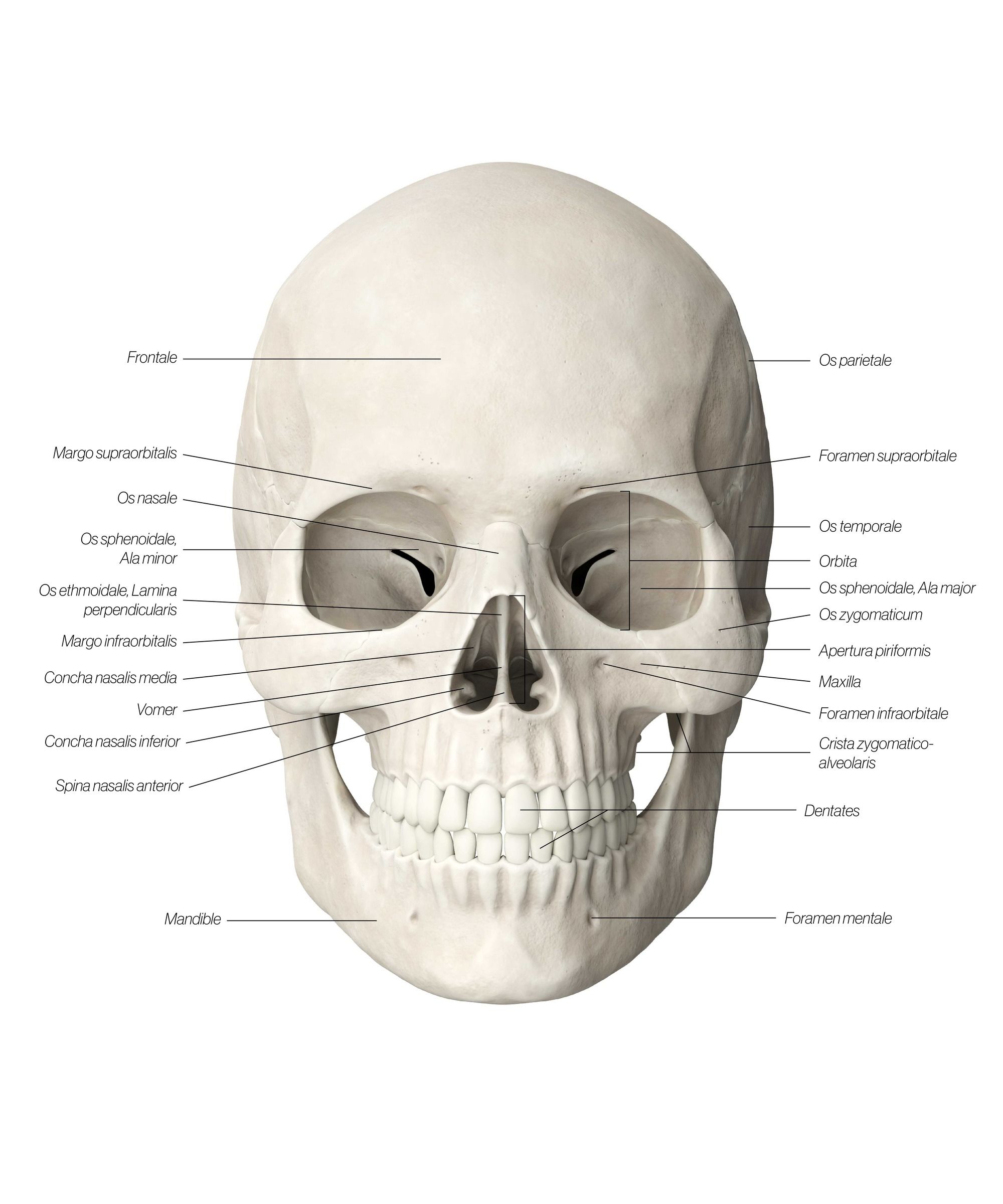 skull_anterior_gifb5u.jpg