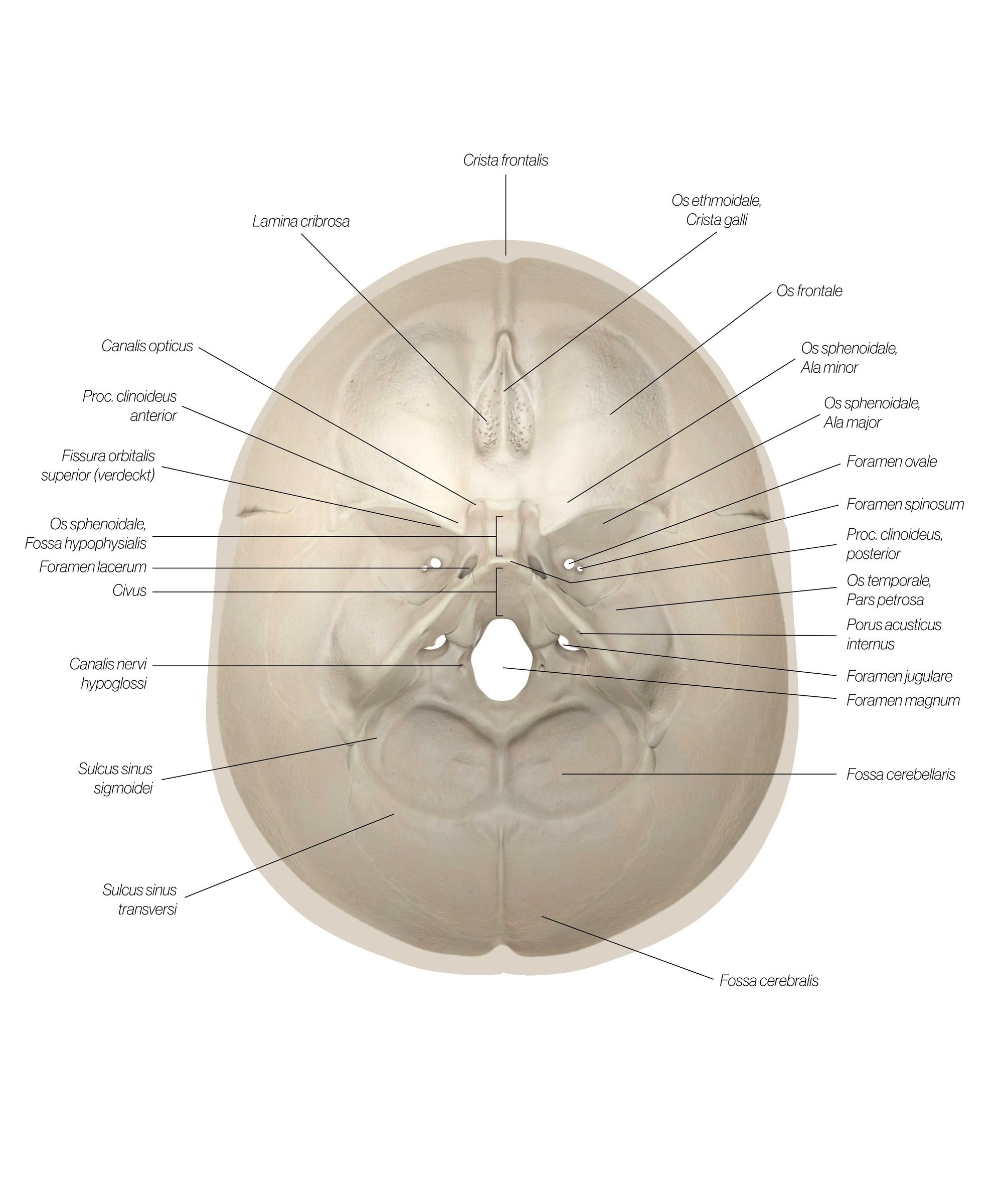 skull_interior_dy44mi.jpg