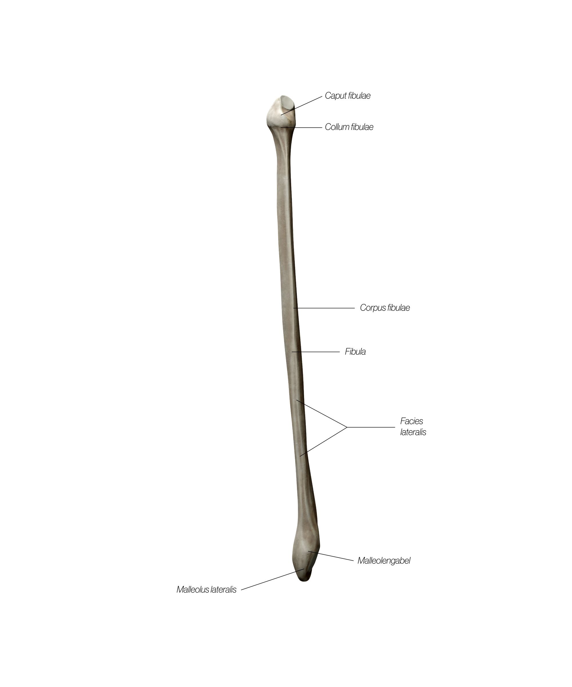 Fibula_Frontal_Updated_es6kty.jpg