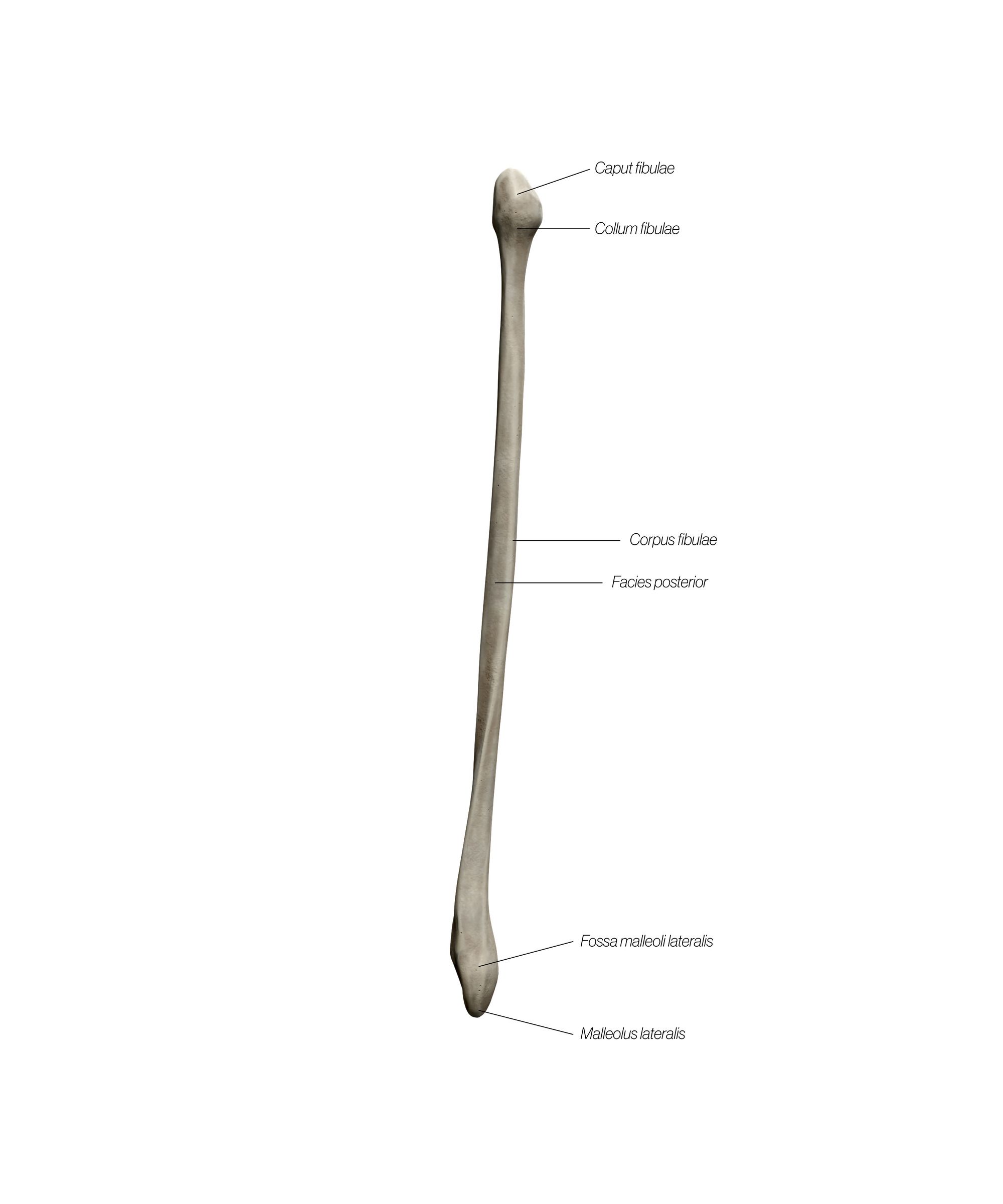 Fibula_Dorsal_ddpuga.jpg