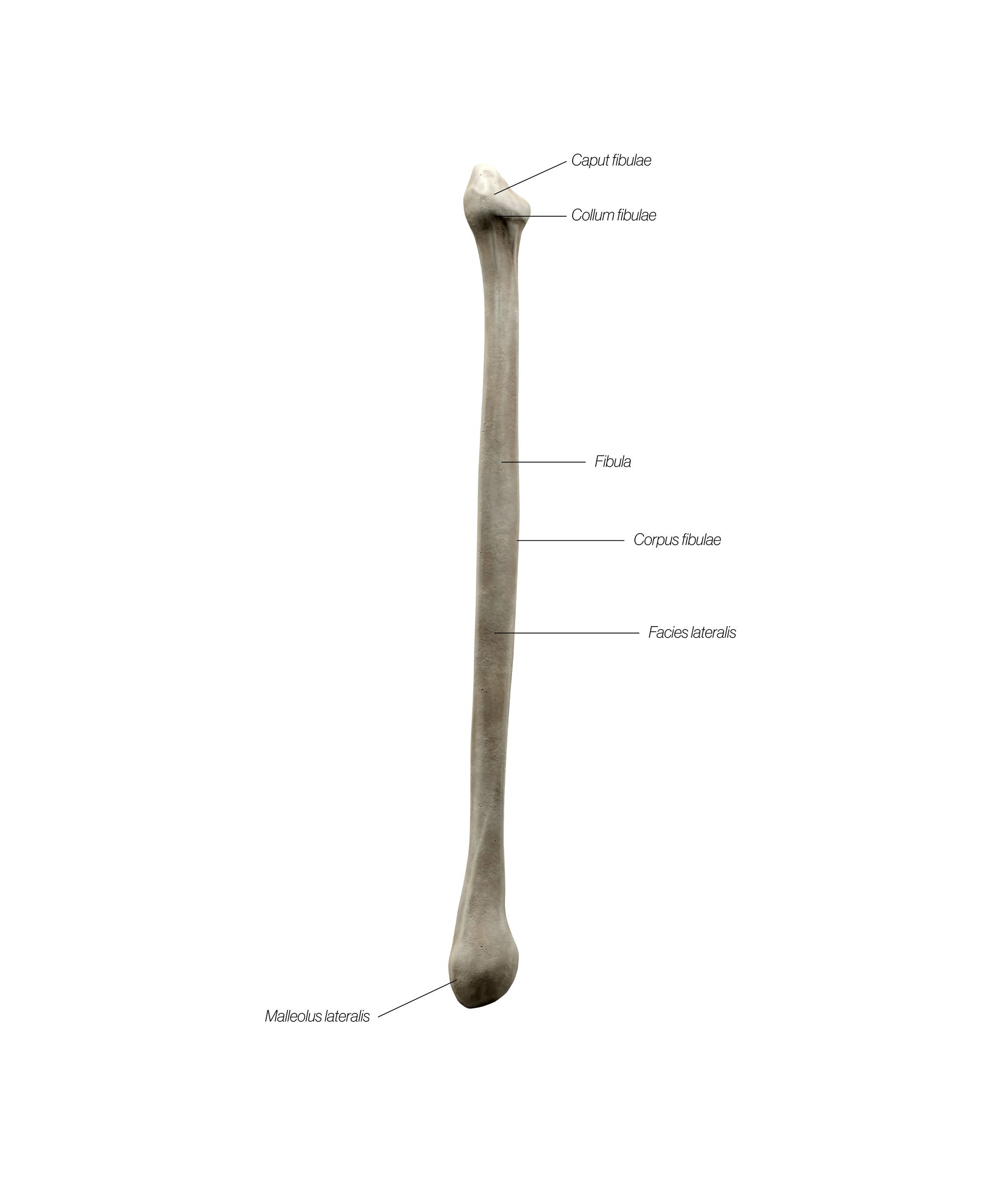 Fibula_Lateral_awreaw.jpg