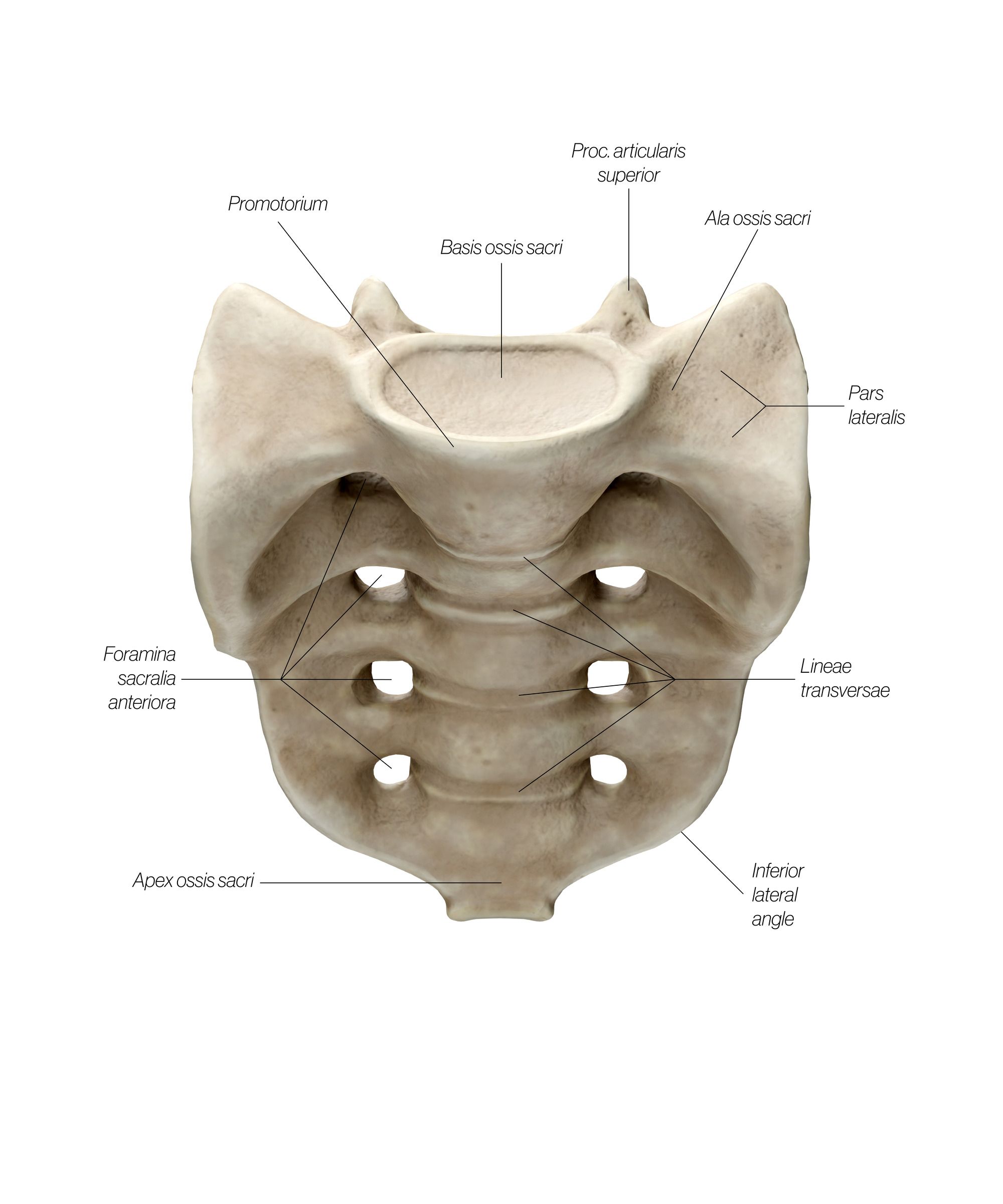 Sacrum_Front_updated_c6gcjz.jpg