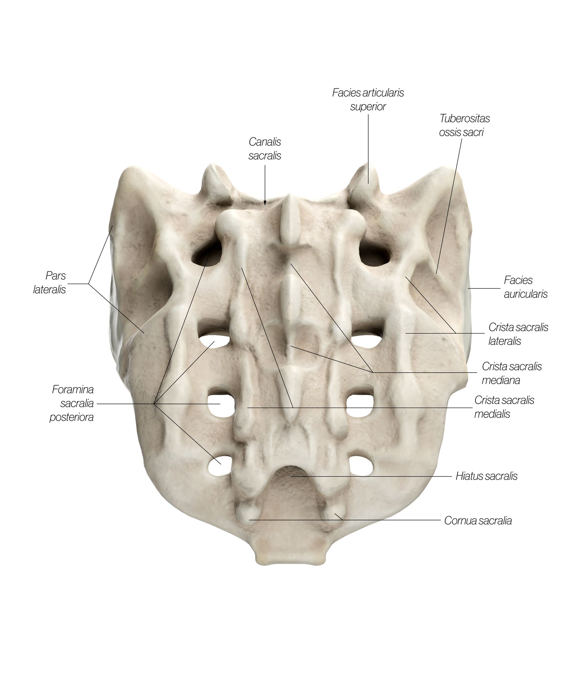 Sacrum_Dorsal_updated_xgsqs5.jpg