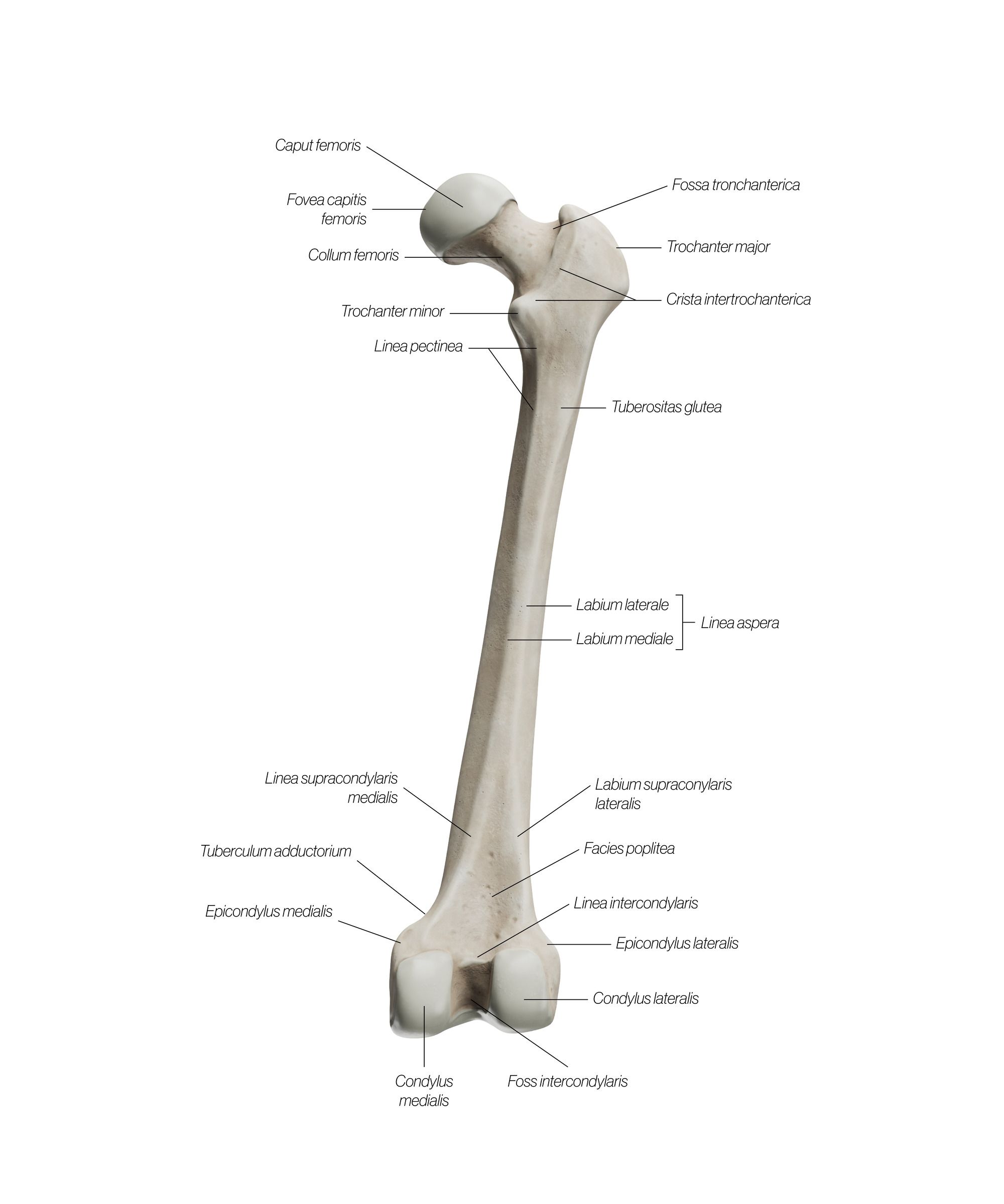 Femur_Dorsal_updated_x9hip4.jpg